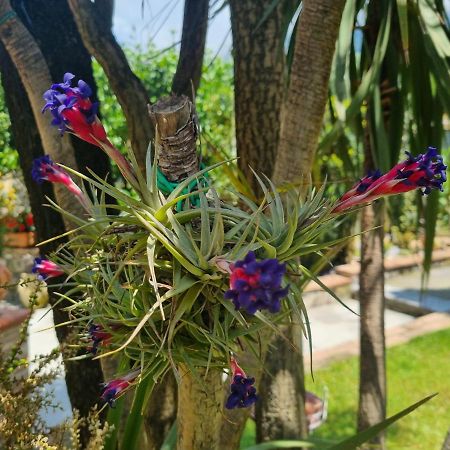 Il Ruscello Bed and Breakfast Maratea Εξωτερικό φωτογραφία