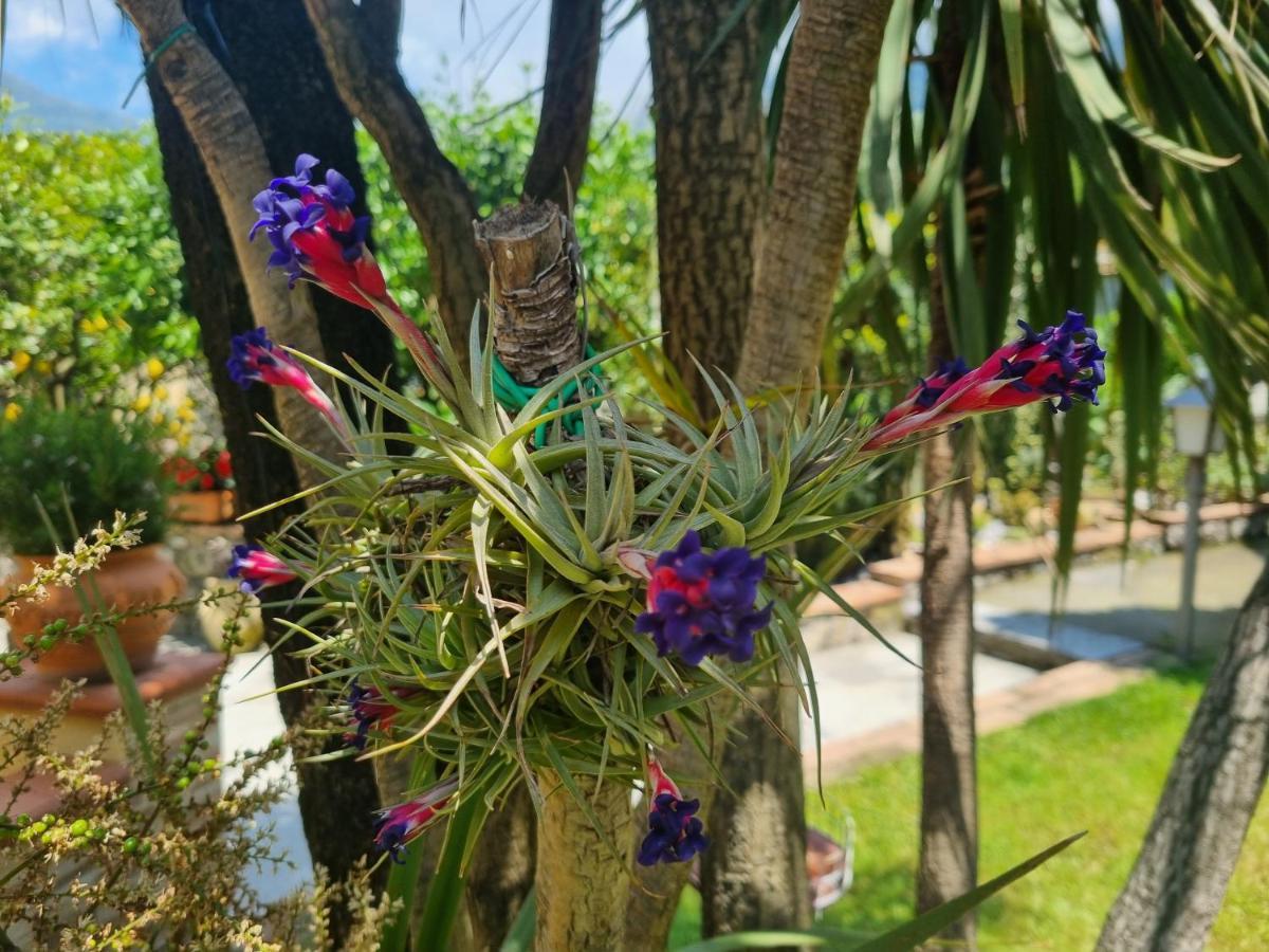 Il Ruscello Bed and Breakfast Maratea Εξωτερικό φωτογραφία