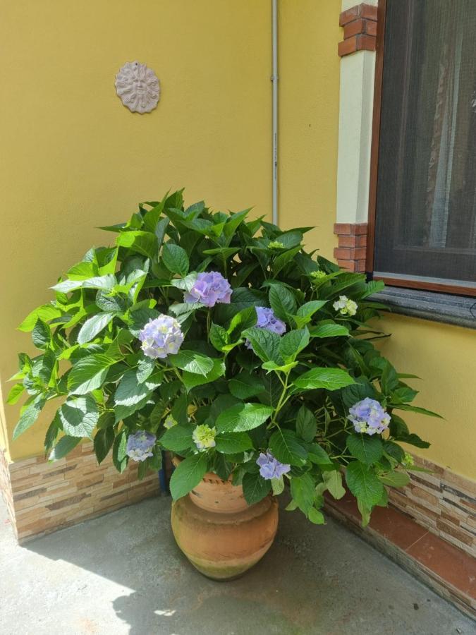 Il Ruscello Bed and Breakfast Maratea Εξωτερικό φωτογραφία