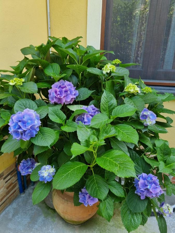 Il Ruscello Bed and Breakfast Maratea Εξωτερικό φωτογραφία