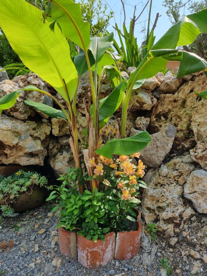 Il Ruscello Bed and Breakfast Maratea Εξωτερικό φωτογραφία